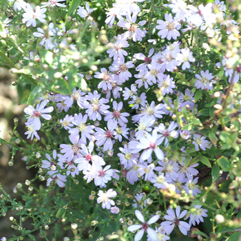 ASTER cordifolius 'Ideal'