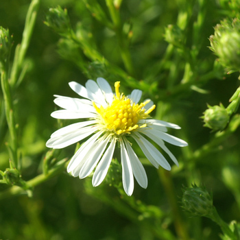 ASTER datschii