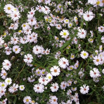 ASTER ericoides