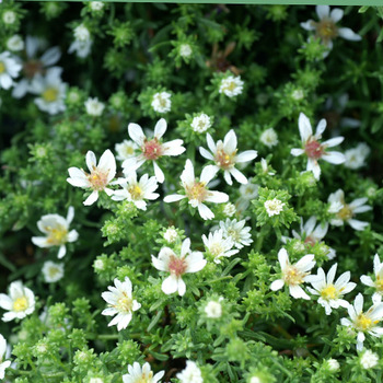 ASTER ericoides 'Snowflurry'