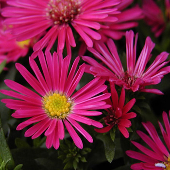 ASTER 'Jenny' (Dumosus Group)