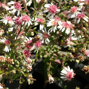 ASTER lateriflorus 'Horizontalis'