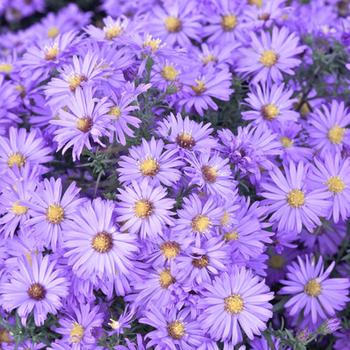 ASTER 'Lady in Blue' (Dumosus Group)