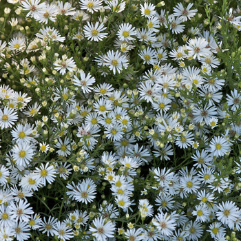 ASTER 'Monte Cassino'