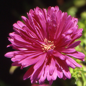 ASTER nb 'The Cardinal'
