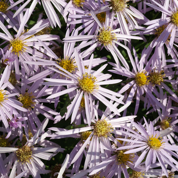 ASTER pyrenaeus 'Lutetia'