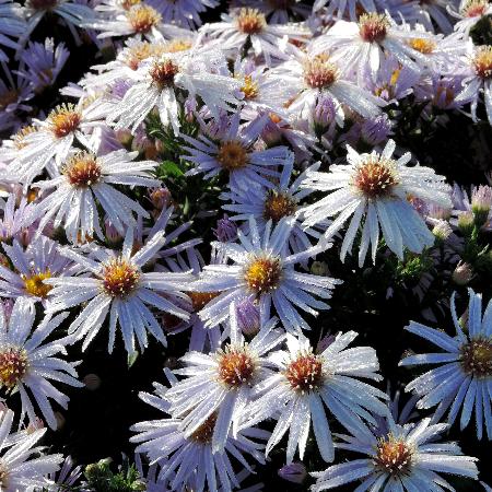 ASTER 'Silberblaukissen' (Dumosus Group)
