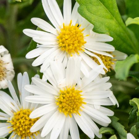 ASTER ageratoides 'Ashvi'