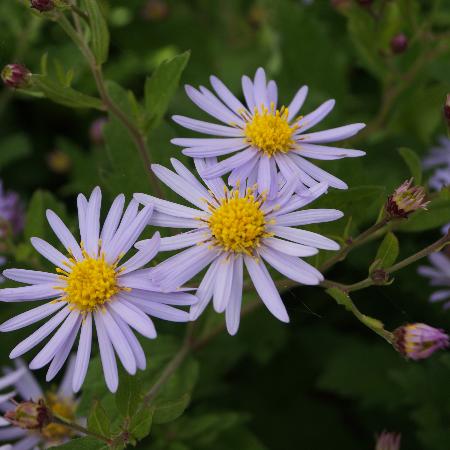 ASTER ageratoides 'Asran'