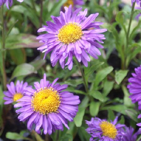 ASTER alpinus 'Dunkle Schöne'