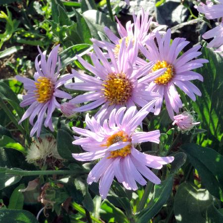 ASTER amellus 'Rosa Erfüllung' ('Pink Zenith')