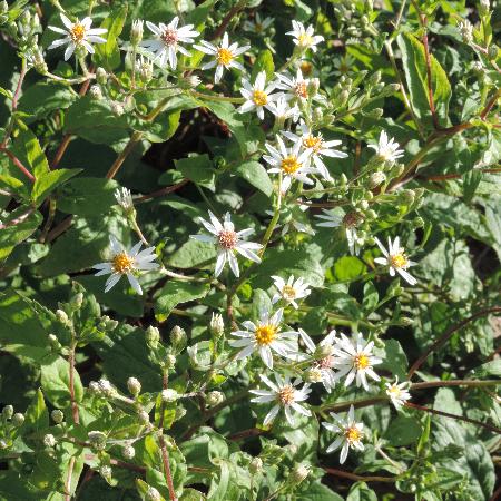 ASTER divaricatus