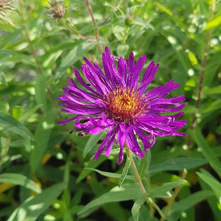 ASTER na 'Helen Picton'
