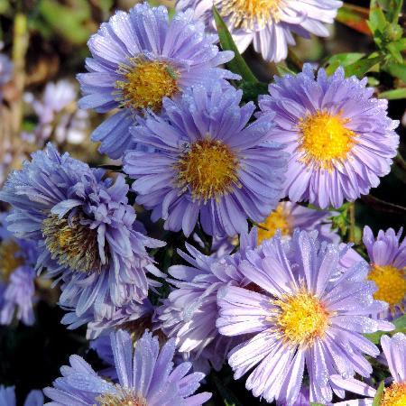ASTER nb 'Marie Ballard'