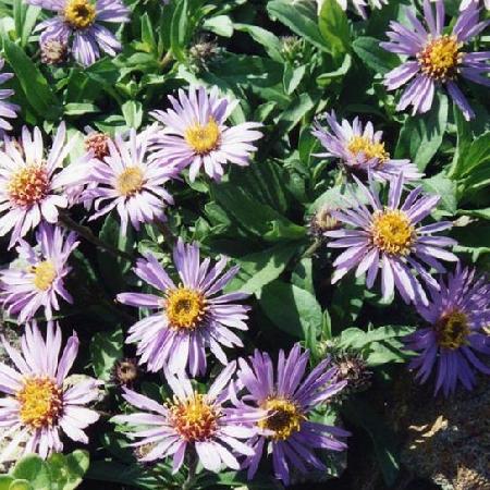 ASTER sibiricus