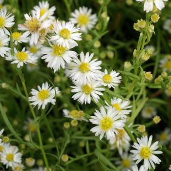 ASTER 'Schneegitter'