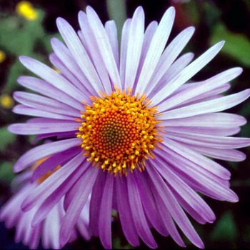 ASTER tongolensis 'Berggarten'