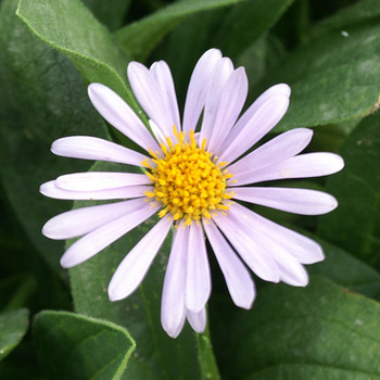 ASTER tongolensis 'Napsbury'