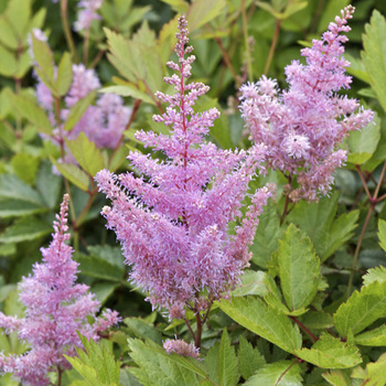 ASTILBE