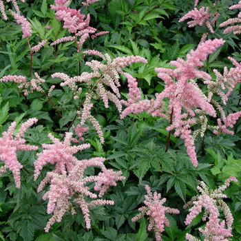 ASTILBE 'Bressingham Beauty' (Arendsii Group)