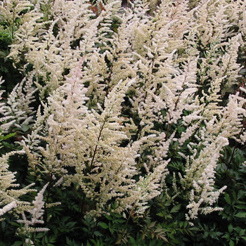 ASTILBE 'Bumalda' (Arendsii Group)