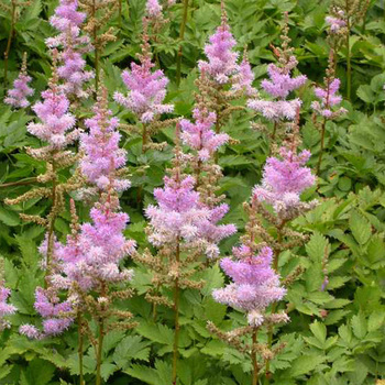 ASTILBE chinensis 'Pumila'