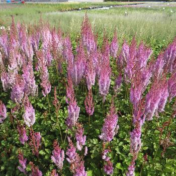 ASTILBE chinensis 'Purpurlanze'