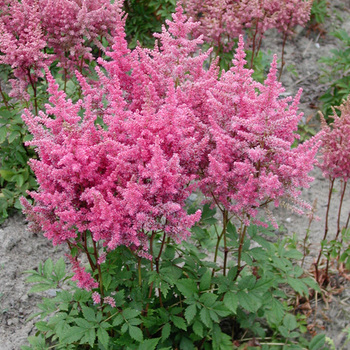 ASTILBE 'Federsee' (Arendsii Group)