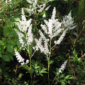 ASTILBE 'Gladstone' (Japonica Group)