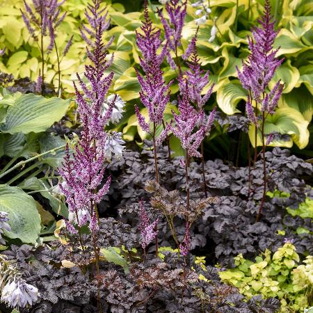 ASTILBE 'Dark Side of the Moon' ®