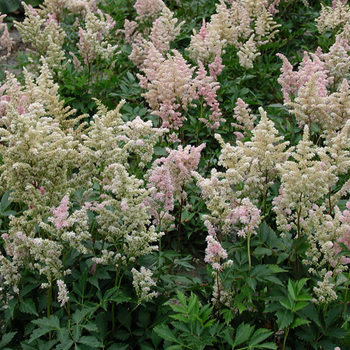 ASTILBE 'Peach Blossom' (Japonica Group)