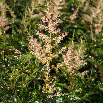 ASTILBE 'Sprite' (Simplicifolia Group)