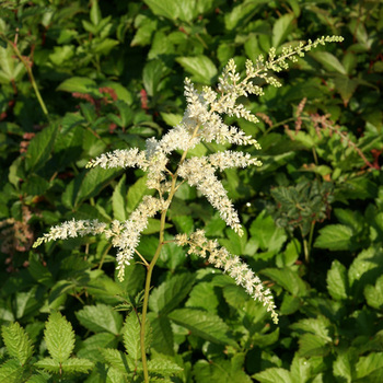 ASTILBE 'Professor Van der Wielen' (Thunbergii Group)