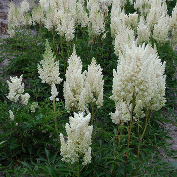 ASTILBE 'Weisse Gloria' (Arendsii Group)