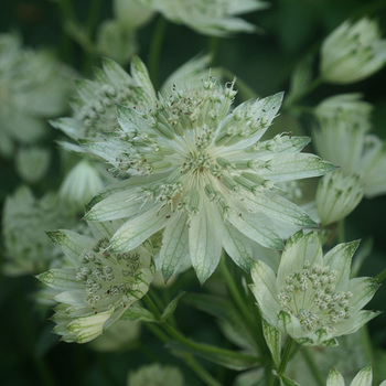ASTRANTIA major 'Alba'