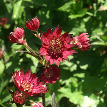 ASTRANTIA major 'Claret'