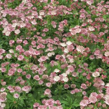 ASTRANTIA major 'Pink Pride'