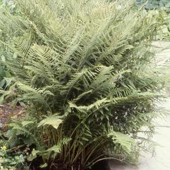 ATHYRIUM filix-femina