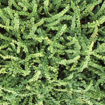 ATHYRIUM filix-femina 'Frizelliae'