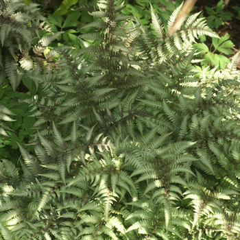 ATHYRIUM niponicum var. pictum (Metallicum')
