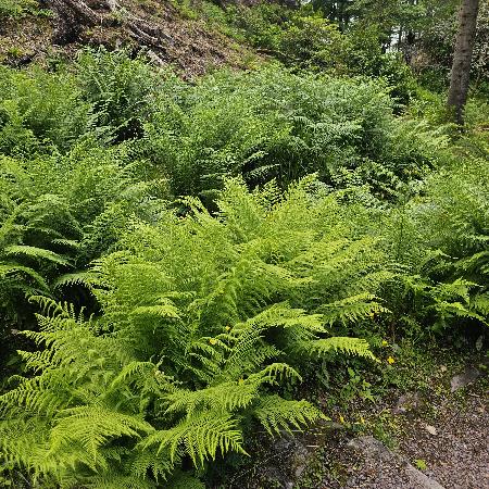 ATHYRIUM filix-femina