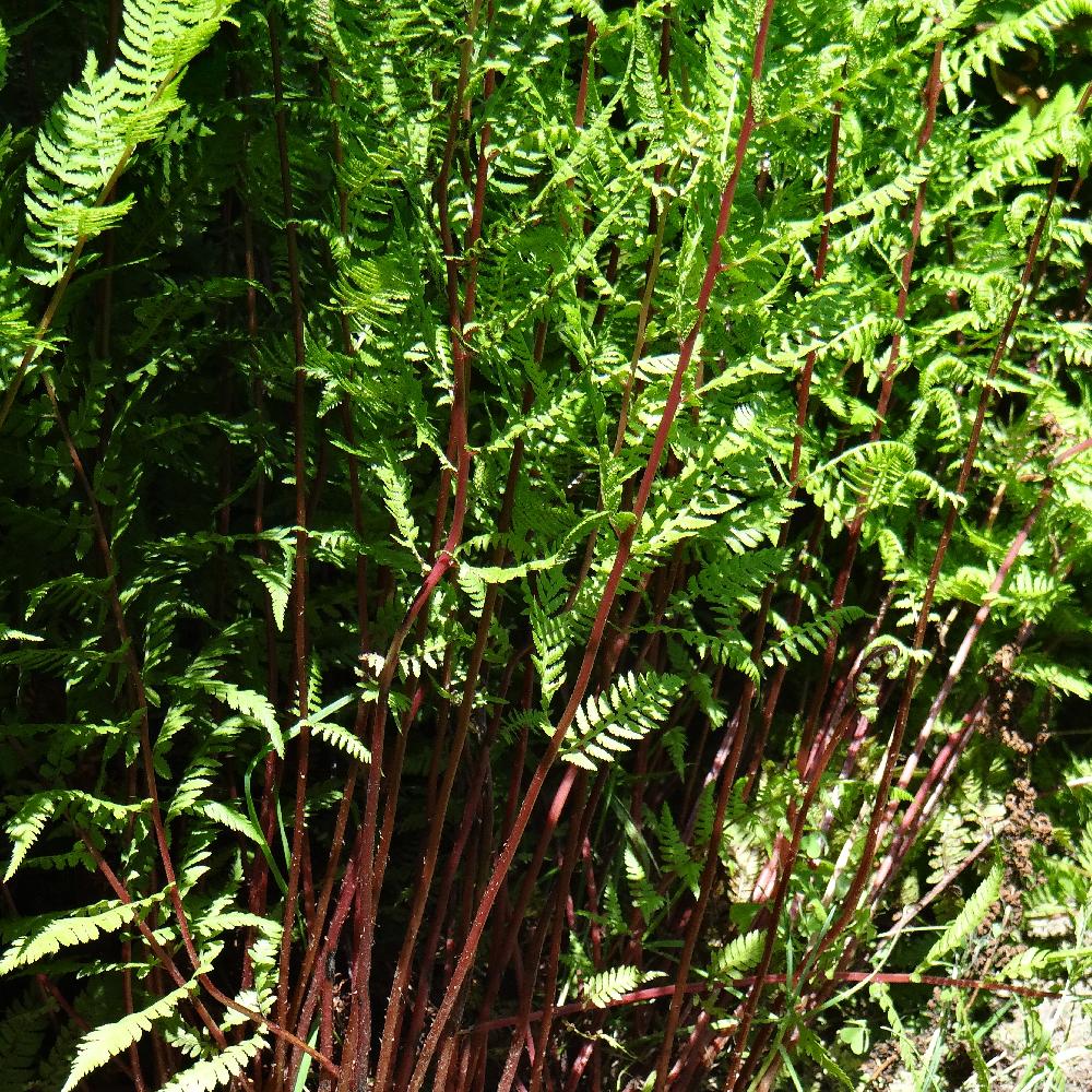 ATHYRIUM filix-femina 'Lady in Red'