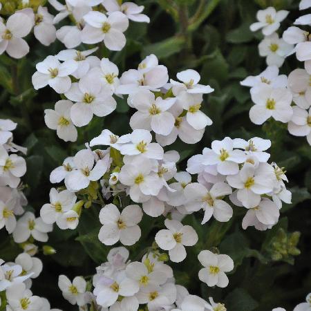 AUBRIETA 'Pixie Pearls'