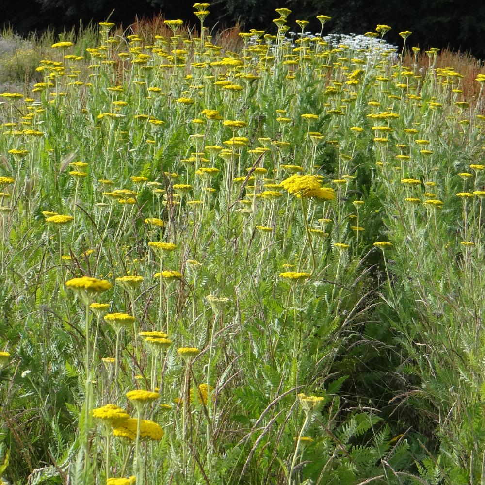 ACHILLEA filipendulina 'Cloth of Gold'