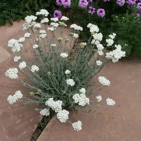 ACHILLEA kellereri