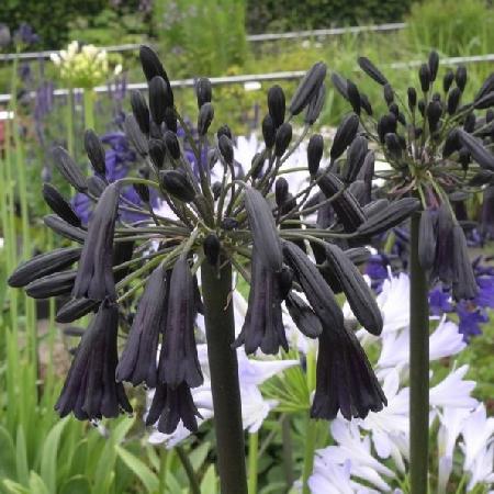 AGAPANTHUS 'Black Magic'