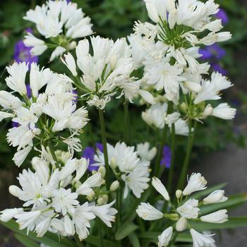 AGAPANTHUS 'Double Diamond'