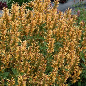 AGASTACHE 'Kudos Gold' ®