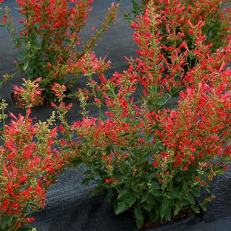 AGASTACHE 'Kudos Red' ®