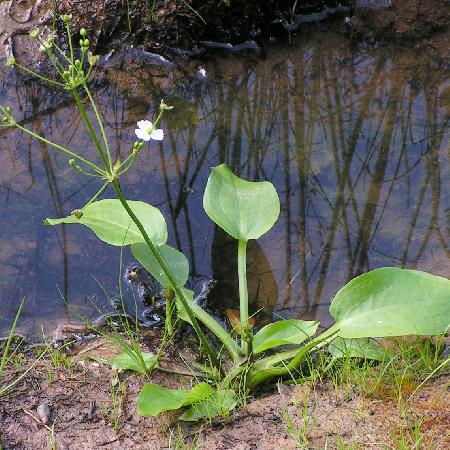 ALISMA plantago-aquatica